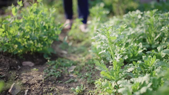 年轻的农民正在收获各种自家种植的蔬菜。视频素材