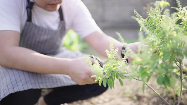 年轻的男厨师正在他的花园里切神圣的罗勒叶。视频素材