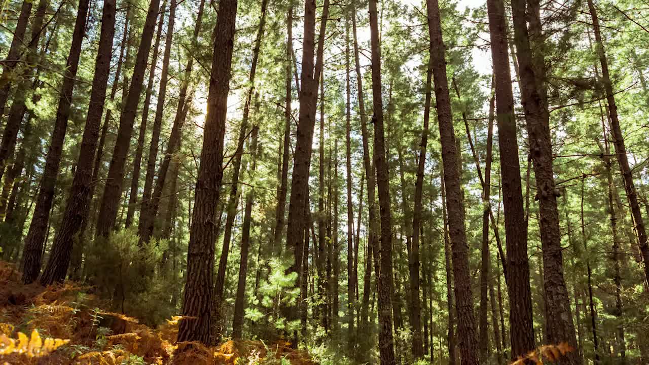 拉孔查山附近的玛贝拉森林视频素材