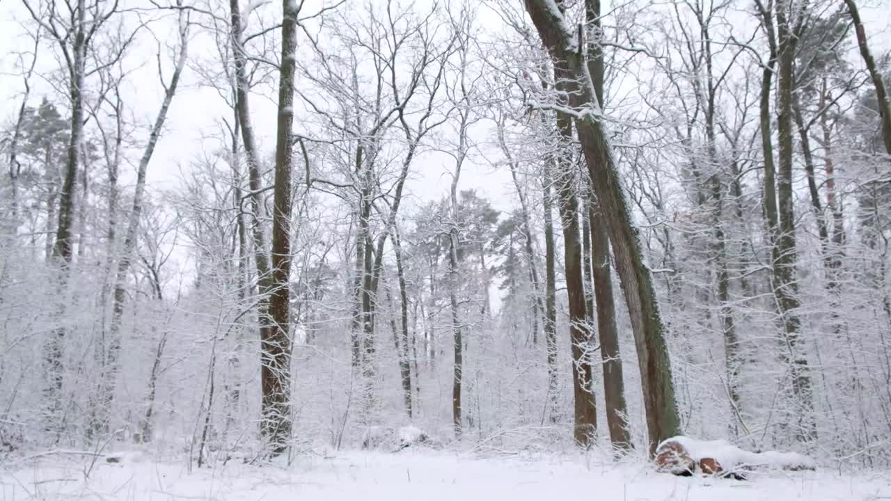 冬天的风景，雪落在雪仙森林里视频素材