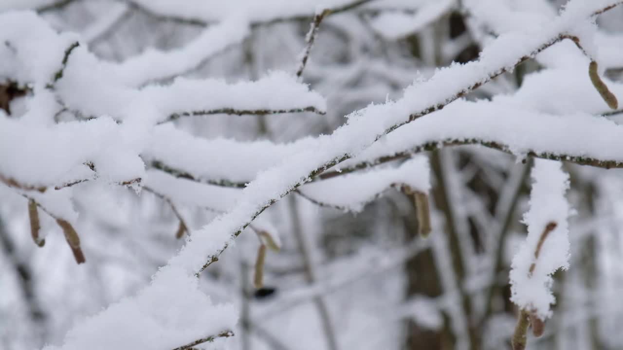 雪林背景，细枝落雪视频素材