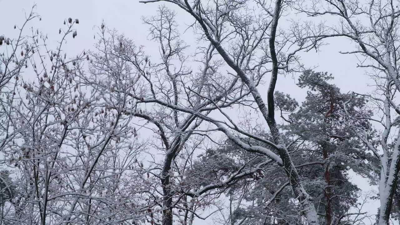 积雪的森林背景视频素材