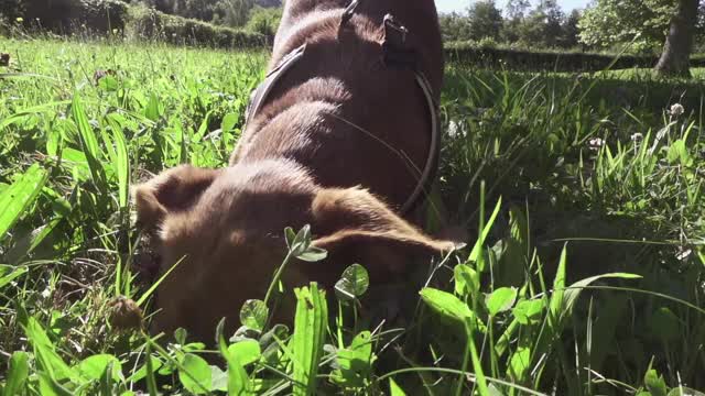 棕色的狗挖。视频素材