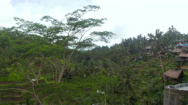 缓慢的空中摄影车飞过热带树木，向山坡上的梯田、稻田和乡村房屋飞去视频素材