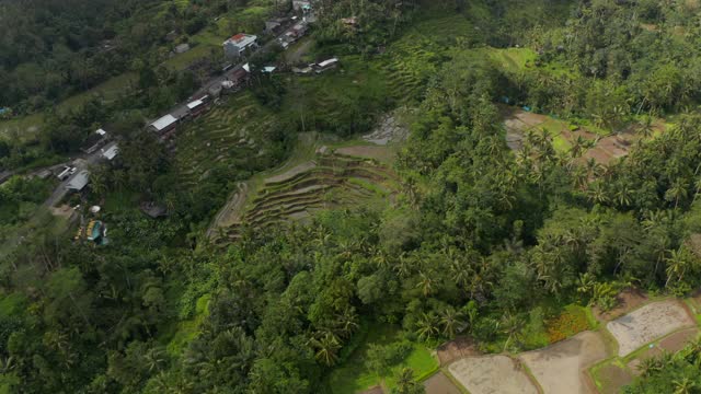 在印尼巴厘岛的热带雨林中，从上到下盘旋着居民楼附近的灌溉农田视频素材