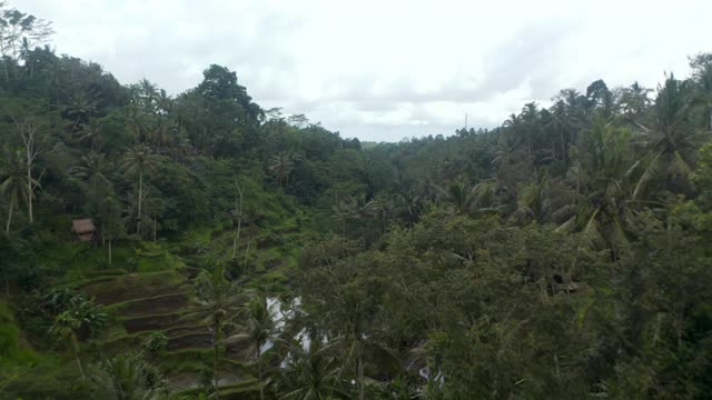 空中摄影拍摄茂密的热带雨林和梯田稻田，我爱巴厘岛的标志在棕榈树视频素材