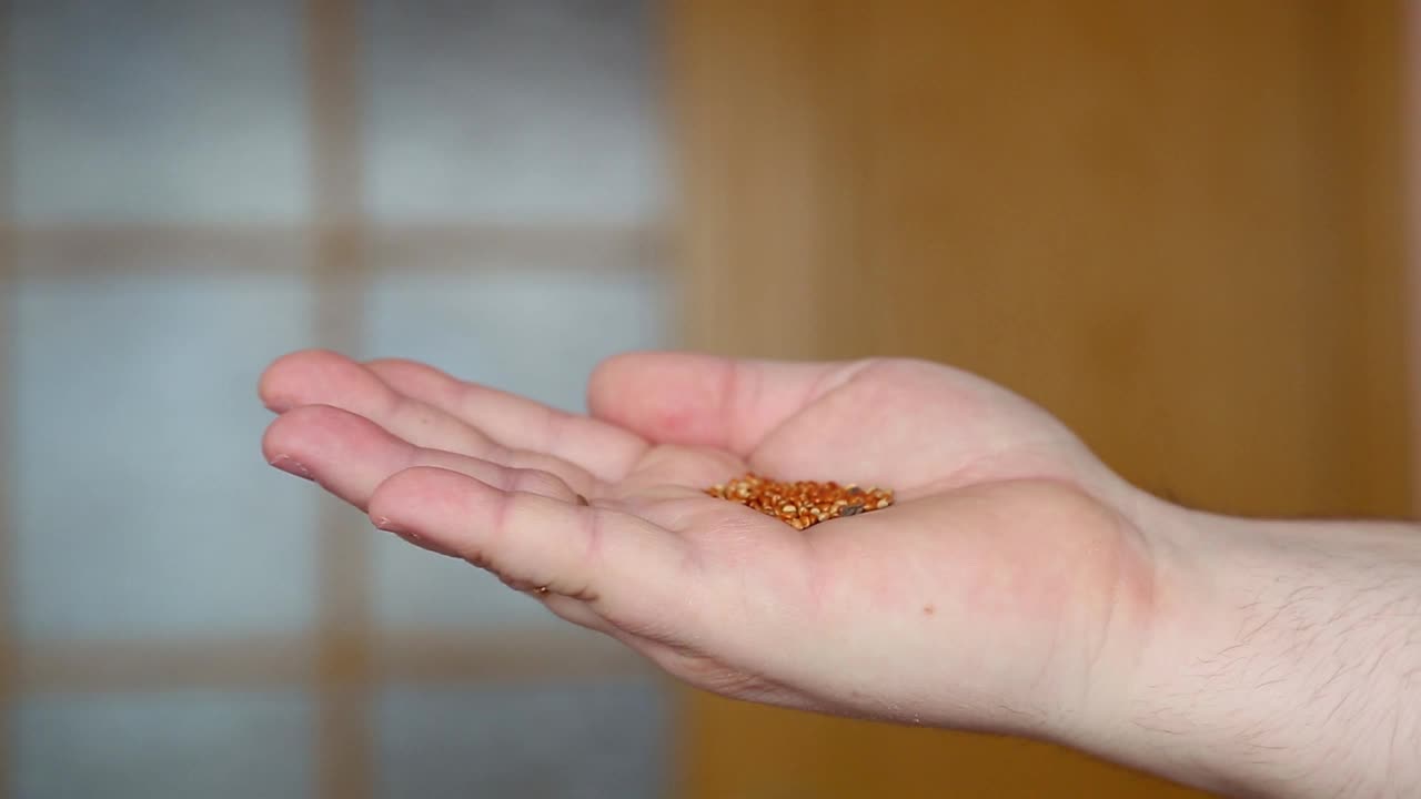 一个平淡的鸟。手边的虎皮鹦鹉吃谷物。视频素材