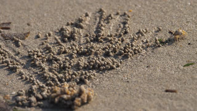 沙泡蟹和沙球视频素材