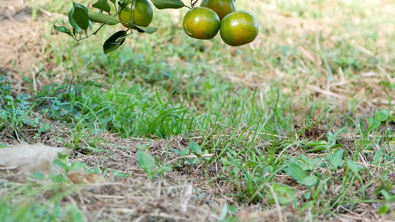 腐烂的橘子掉落在花园里的橘子树下的地上。视频素材