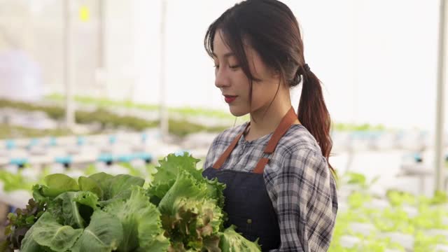 早晨，年轻的亚洲农民在温室花园中从水培蔬菜农场中收获绿橡树。有机农业为健康，素食食品，小型企业的概念。视频素材