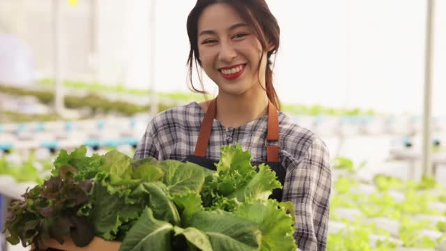 早晨，年轻的亚洲农民在温室花园中从水培蔬菜农场中收获绿橡树。有机农业为健康，素食食品，小型企业的概念。视频素材