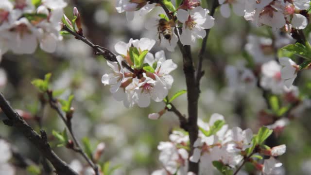 蜜蜂坐在一朵樱花上。视频素材