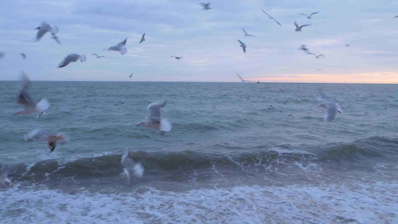 海鸥在美丽的蓝色海面上飞翔。鸟儿在紫色的夕阳天空中飞翔，平静宁静的背景画面为4K。视频素材