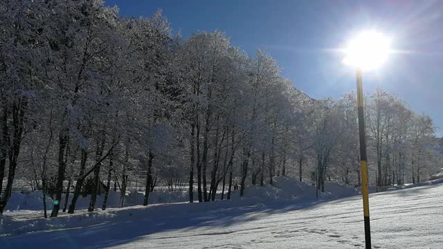 雪覆盖的树木视频下载