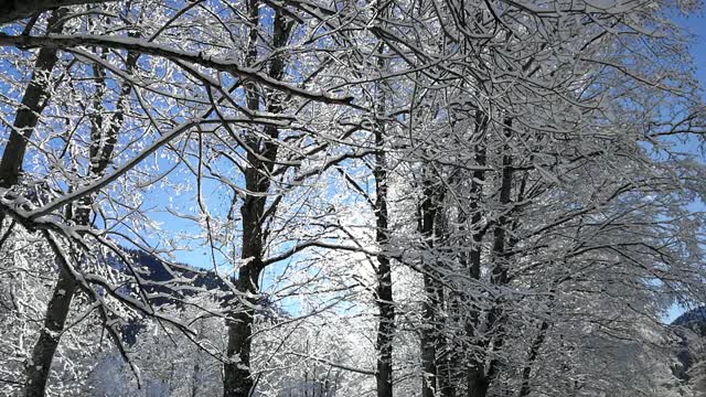 雪覆盖的树木视频素材