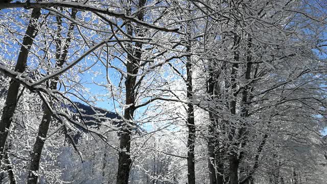 雪覆盖的树木视频下载