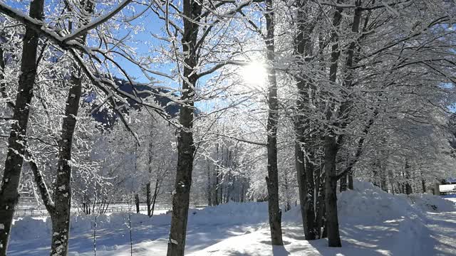 雪覆盖的树木视频素材