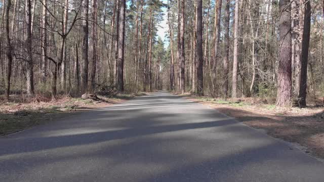 空旷的森林柏油路周围绿油油的松树，空中跟着看。森林中孤立的汽车道路视频素材