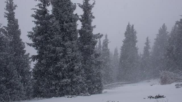 山地云杉森林有暴风雪。视频下载