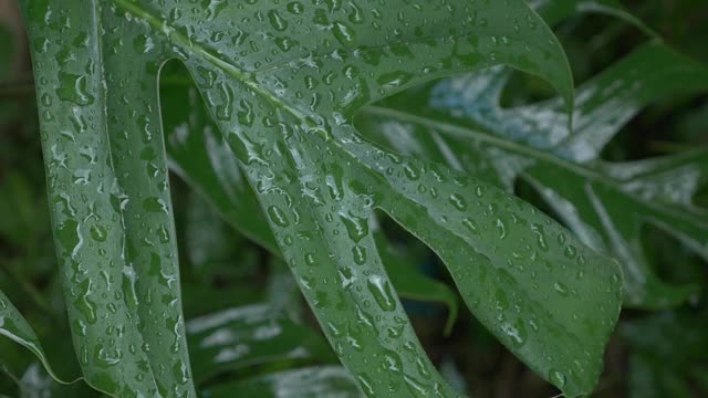 雨滴落在树叶上视频素材