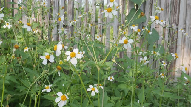 白色的雏菊花在夕阳下的草地上。田野里的白色雏菊在风中摇曳近了。视频素材