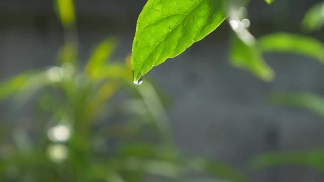 雨滴落在树叶上视频素材