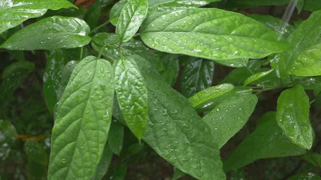 雨滴落在树叶上视频素材