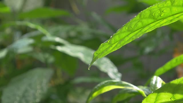 雨滴落在树叶上视频素材