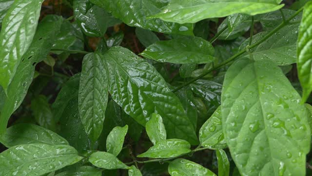 雨滴落在树叶上视频素材