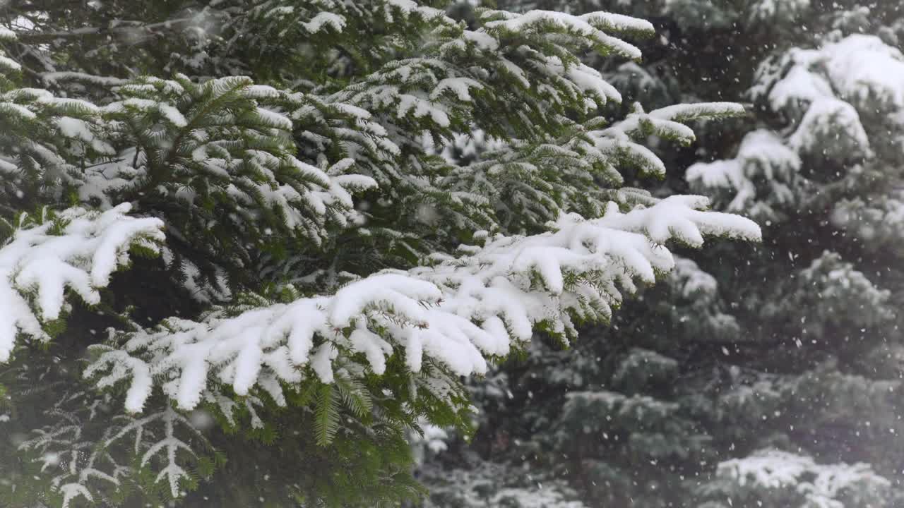 雪的背景是森林中的冷杉树视频素材