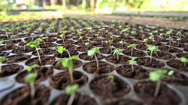 在土盘中种植蔬菜幼苗视频素材