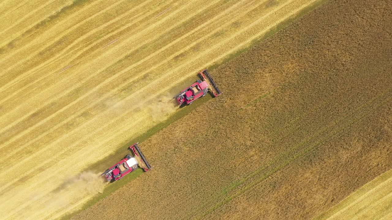 联合收割机收获成熟的谷物作物在农村田野空中俯瞰视频素材