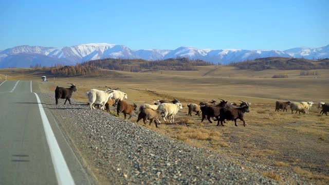 一大群羊在山峦间奔跑、奔跑视频素材