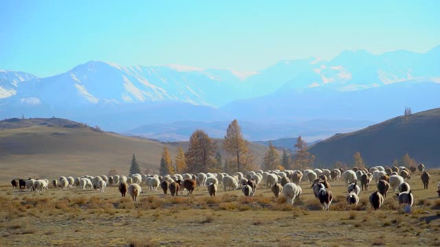 一大群羊在山峦间奔跑、奔跑视频素材