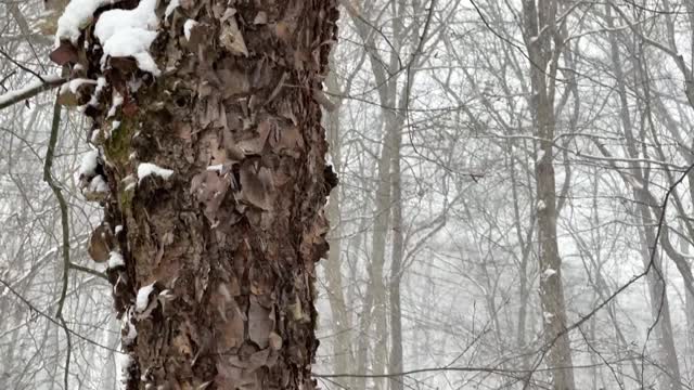 飘落的雪花视频视频下载