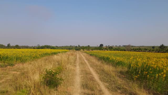 泰国油菜籽种植园和农田;空中4 k镜头。视频素材