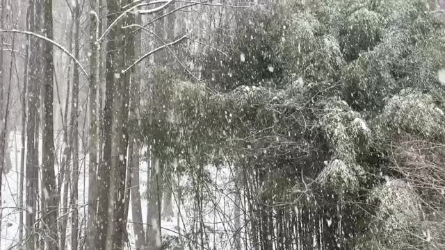 飘落的雪花视频视频下载