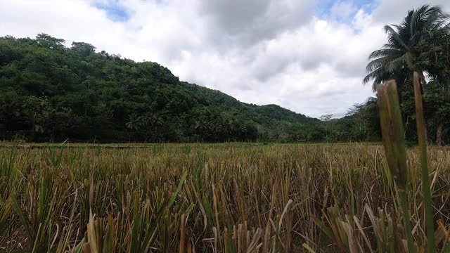 山区的稻田视频素材