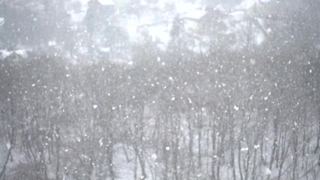 飘落的雪花映衬着冬天的树木。缓慢的运动。视频素材