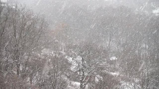 飘落的雪花映衬着冬天的树木。视频素材