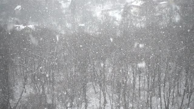 飘落的雪花映衬着冬天的树木。缓慢的运动。视频素材