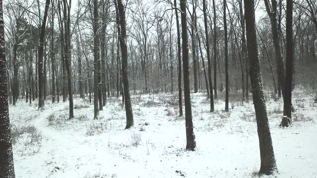 无人机飞过一片积雪的森林冬天下雪了视频素材