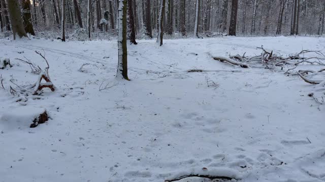 在一个阳光明媚的日子里，穿过一片白雪覆盖的森林视频素材