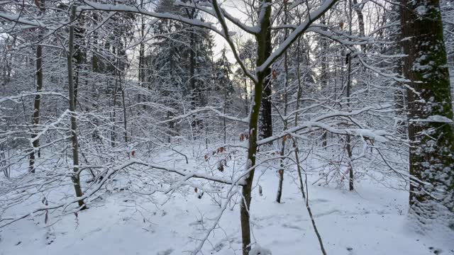 在一个阳光明媚的日子里，穿过一片白雪覆盖的森林视频素材