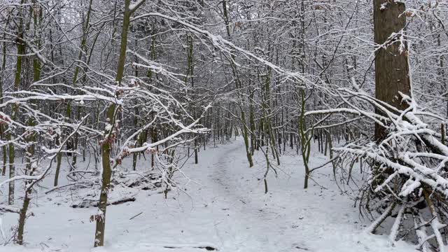 在一个阳光明媚的日子里，穿过一片白雪覆盖的森林视频素材