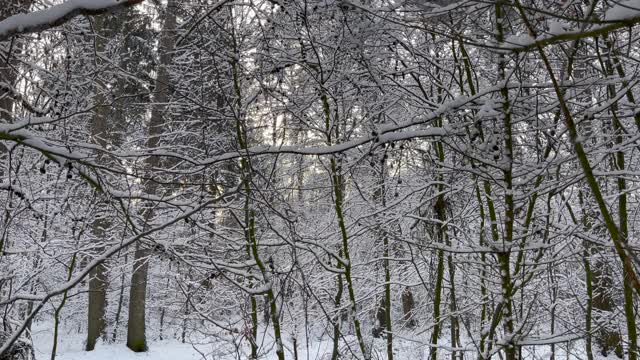 在一个阳光明媚的日子里，穿过一片白雪覆盖的森林视频素材