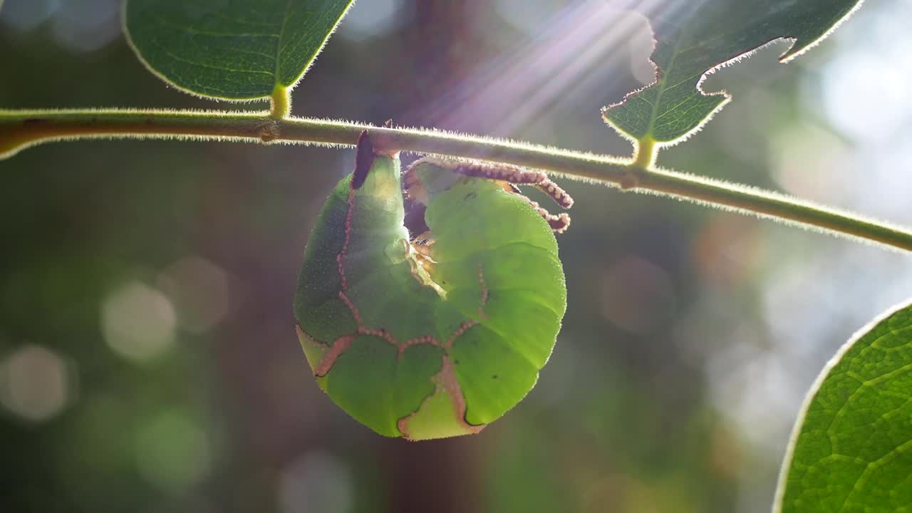 毛毛虫在叶子视频素材