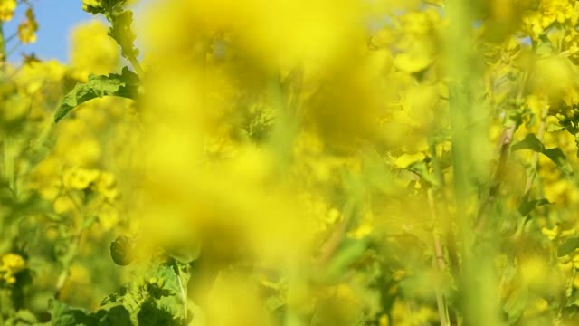 蓝天和油菜花的田野视频素材