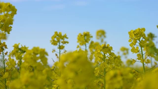 油菜开花领域视频素材