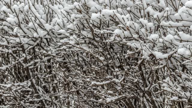 灌木丛上的雪视频素材